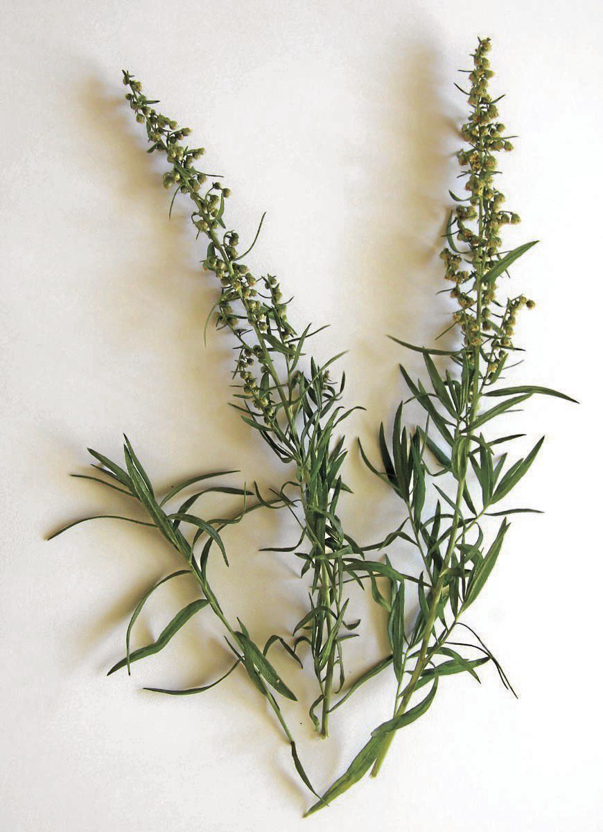 Tomato-tarragon
